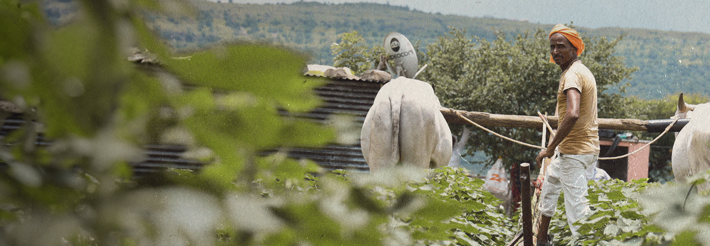 Farmer working in an organic cotton field